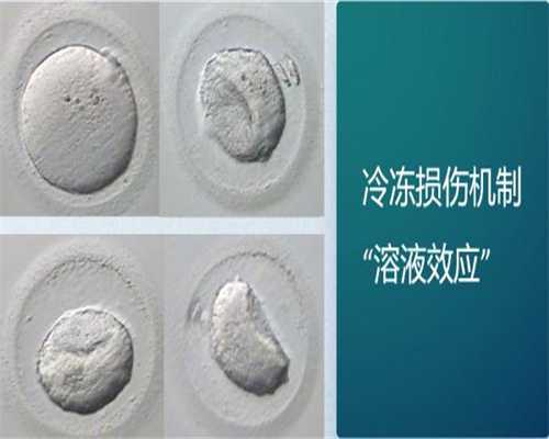 紫宝贝供卵_供卵试管的步骤,去做试管婴儿供卵机构（供卵试管婴儿在哪儿申请